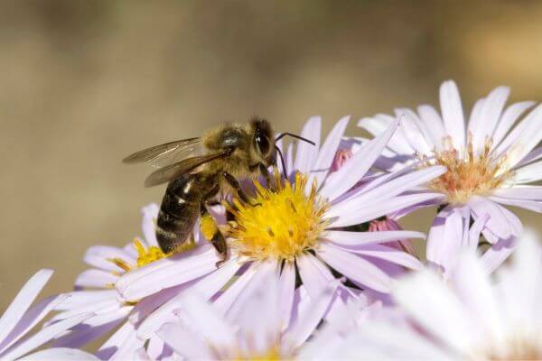 Apiterapia: Desvendando o poder das abelhas